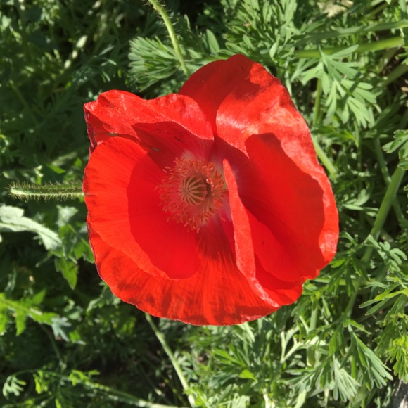 poppyseedz